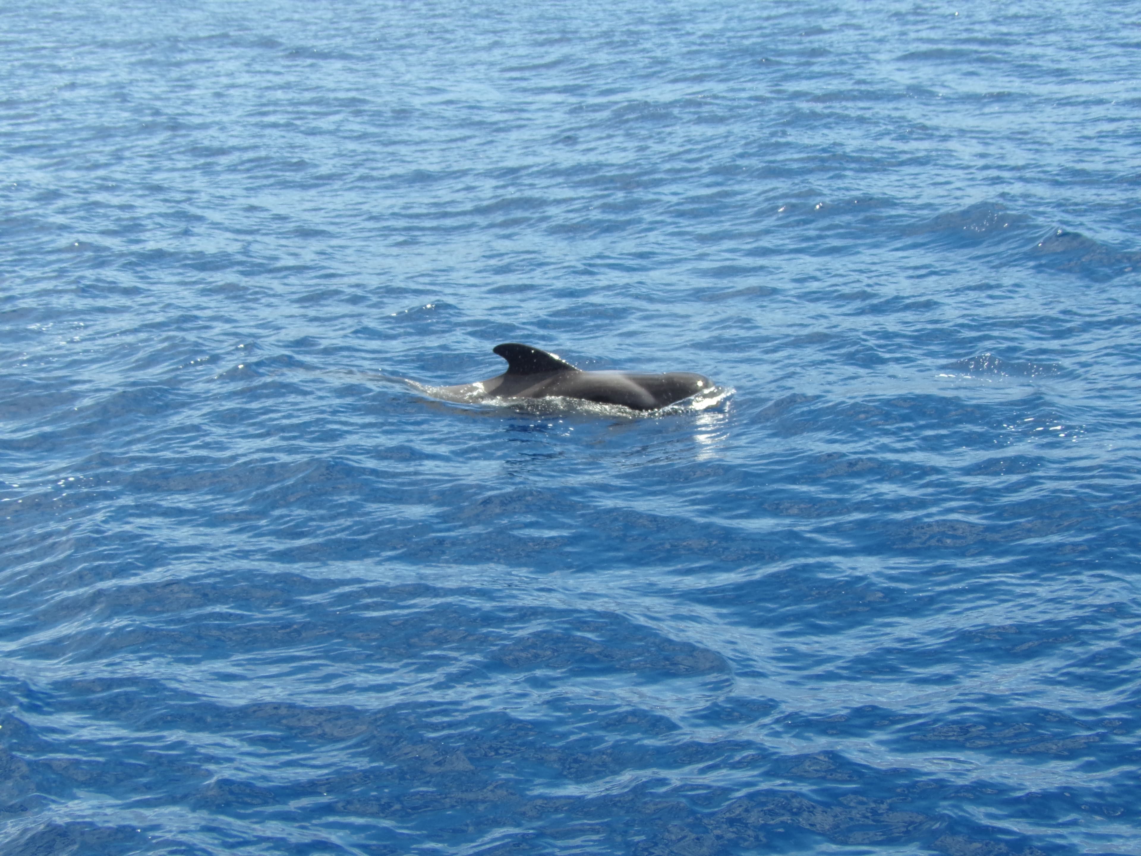 Delfines