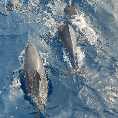 navega en barco