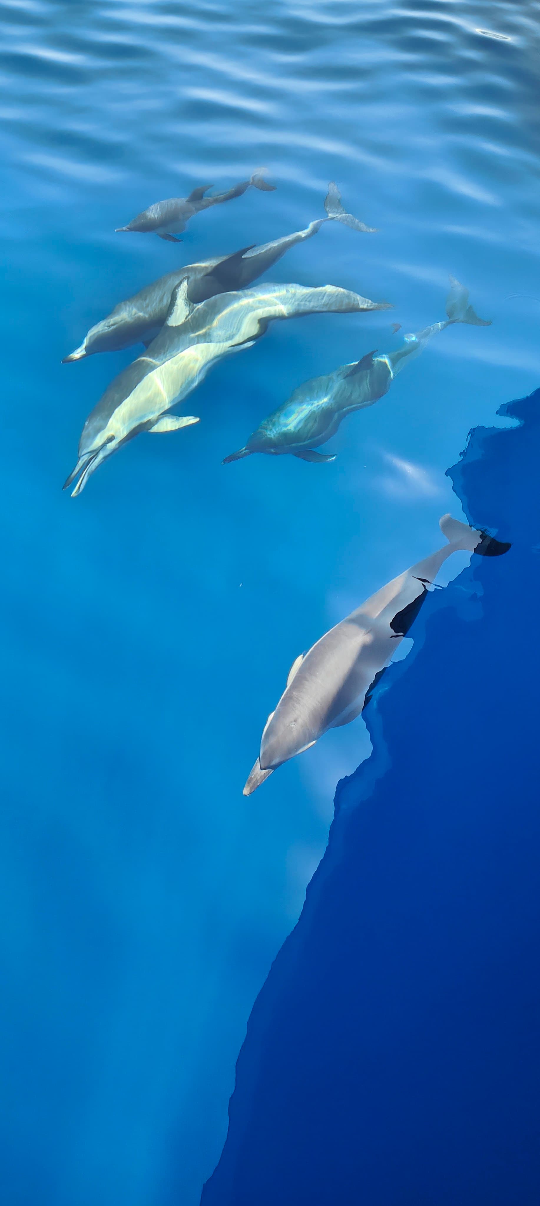 Delfines